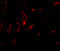 Cell Division Cycle Associated 8 antibody, A06612, Boster Biological Technology, Immunofluorescence image 