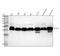 Cytochrome b-c1 complex subunit Rieske, mitochondrial antibody, M08781-1, Boster Biological Technology, Western Blot image 