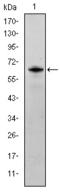 hMSH6 antibody, AM06709SU-N, Origene, Western Blot image 