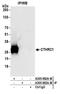 Collagen triple helix repeat-containing protein 1 antibody, A305-862A-M, Bethyl Labs, Immunoprecipitation image 