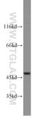 Homer protein homolog 1 antibody, 12433-1-AP, Proteintech Group, Western Blot image 