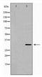 Fas Ligand antibody, TA347978, Origene, Western Blot image 