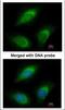 Zinc finger protein Rlf antibody, NBP1-33086, Novus Biologicals, Immunofluorescence image 