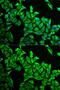 Death Associated Protein antibody, GTX32550, GeneTex, Immunofluorescence image 