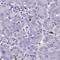 CUGBP Elav-like family member 6 antibody, HPA046985, Atlas Antibodies, Immunohistochemistry paraffin image 