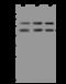 Ankyrin Repeat And SOCS Box Containing 4 antibody, 205814-T32, Sino Biological, Western Blot image 