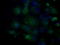 Basigin (Ok Blood Group) antibody, TA501191, Origene, Immunofluorescence image 