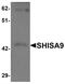 Protein shisa-9 antibody, PA5-21058, Invitrogen Antibodies, Western Blot image 