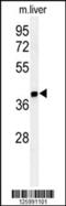 Isthmin-1 antibody, 61-769, ProSci, Western Blot image 