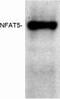 Nuclear Factor Of Activated T Cells 5 antibody, ab3446, Abcam, Western Blot image 