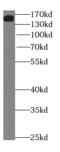 Neogenin 1 antibody, FNab05662, FineTest, Western Blot image 