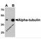 alpha-Tubulin antibody, LS-C336141, Lifespan Biosciences, Western Blot image 