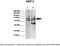 72 kDa type IV collagenase antibody, TA330021, Origene, Western Blot image 