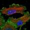 YES Proto-Oncogene 1, Src Family Tyrosine Kinase antibody, NBP1-85369, Novus Biologicals, Immunofluorescence image 