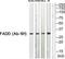 Fas Associated Via Death Domain antibody, TA315174, Origene, Western Blot image 