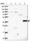 Ras Association Domain Family Member 4 antibody, NBP1-89249, Novus Biologicals, Western Blot image 