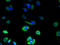 Palmitoyltransferase ZDHHC3 antibody, A61874-100, Epigentek, Immunofluorescence image 