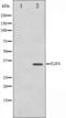 E2F Transcription Factor 6 antibody, orb224456, Biorbyt, Western Blot image 