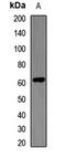 Inhibitor Of DNA Binding 3, HLH Protein antibody, orb412343, Biorbyt, Western Blot image 