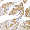 Protein Phosphatase 1 Regulatory Subunit 12A antibody, LS-C334889, Lifespan Biosciences, Immunohistochemistry paraffin image 