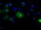 EDL antibody, GTX84195, GeneTex, Immunofluorescence image 