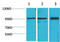 Signal Transducer And Activator Of Transcription 2 antibody, STJ97433, St John