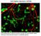 Internexin Neuronal Intermediate Filament Protein Alpha antibody, NB110-93355, Novus Biologicals, Immunofluorescence image 
