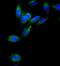 Zinc finger protein AEBP2 antibody, PB9977, Boster Biological Technology, Immunofluorescence image 