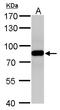 VPS35 Retromer Complex Component antibody, TA308721, Origene, Western Blot image 