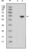 Lipocalin 1 antibody, NBP1-28872, Novus Biologicals, Western Blot image 