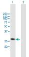 Dendritic Cell Associated Nuclear Protein antibody, H00140947-B01P, Novus Biologicals, Western Blot image 