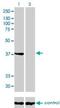 Annexin A2 antibody, H00000302-M01, Novus Biologicals, Western Blot image 