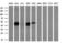 Glia-derived nexin antibody, M01863, Boster Biological Technology, Western Blot image 