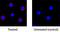 Interleukin 10 antibody, MAB6932, R&D Systems, Immunocytochemistry image 