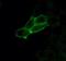 Calcitonin Receptor antibody, 711652, Invitrogen Antibodies, Immunofluorescence image 