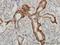 Protocadherin-1 antibody, H00005097-M01, Novus Biologicals, Immunohistochemistry frozen image 