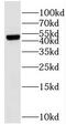 Succinyl-CoA ligase [ADP-forming] subunit beta, mitochondrial antibody, FNab08369, FineTest, Western Blot image 