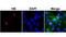 Histone H3 antibody, NBP2-61543, Novus Biologicals, Immunofluorescence image 