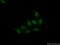 XPA, DNA Damage Recognition And Repair Factor antibody, 16462-1-AP, Proteintech Group, Immunofluorescence image 
