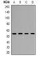 WD repeat domain phosphoinositide-interacting protein 1 antibody, orb382583, Biorbyt, Western Blot image 