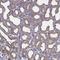 Carboxyl Ester Lipase antibody, NBP2-33663, Novus Biologicals, Immunohistochemistry frozen image 
