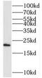 SEC11 Homolog A, Signal Peptidase Complex Subunit antibody, FNab07676, FineTest, Western Blot image 