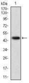Potassium Voltage-Gated Channel Subfamily Q Member 1 antibody, GTX60528, GeneTex, Western Blot image 