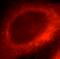 Heat Shock Protein 90 Beta Family Member 1 antibody, FNab03663, FineTest, Immunofluorescence image 