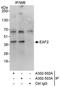 ELL Associated Factor 2 antibody, A302-502A, Bethyl Labs, Immunoprecipitation image 