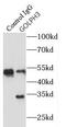 Golgi Phosphoprotein 3 antibody, FNab03561, FineTest, Immunoprecipitation image 