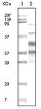 E3 SUMO-protein ligase K-bZIP antibody, 32-182, ProSci, Western Blot image 