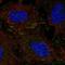 Docking Protein 5 antibody, PA5-65874, Invitrogen Antibodies, Immunofluorescence image 