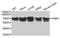 Fragile X mental retardation 1 protein antibody, MBS127604, MyBioSource, Western Blot image 