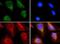 ATP Binding Cassette Subfamily E Member 1 antibody, PA1-32357, Invitrogen Antibodies, Immunofluorescence image 